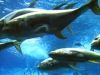 fish2